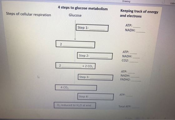 Drawing Editor 4 steps to glucose metabolism Glucose Steps of cellular respiration Keeping track of energy and electrons Step
