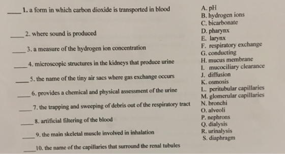 1. a form in which carbon dioxide is transported in blood A. pH B. hydrogen ions C. bicarbonate D. pharynx E. larynx F. respiratory exchange G. conducting H. mucus membrane I. mucociliary clearance J. diffusion K. osmosis L. peritubular capillaries M. glomerular capillaries N. bronchi O. alveoli P. nephrons 2. where sound is produced 3. a measure of the hydrogen ion concentration 4. microscopic structures in the kidneys that produce urine - _ _5. the name of the tiny air sacs where gas exchange occurs 6. provides a chemical and physical assessment of the urine 7. the trapping and sweeping of debris out of the respiratory tract 8. artificial filtering of the blood 9. the main skeletal muscle involved in inhalation 10. the name of the capillaries that surround the renal tubules R. urinalysis S. diaphragm