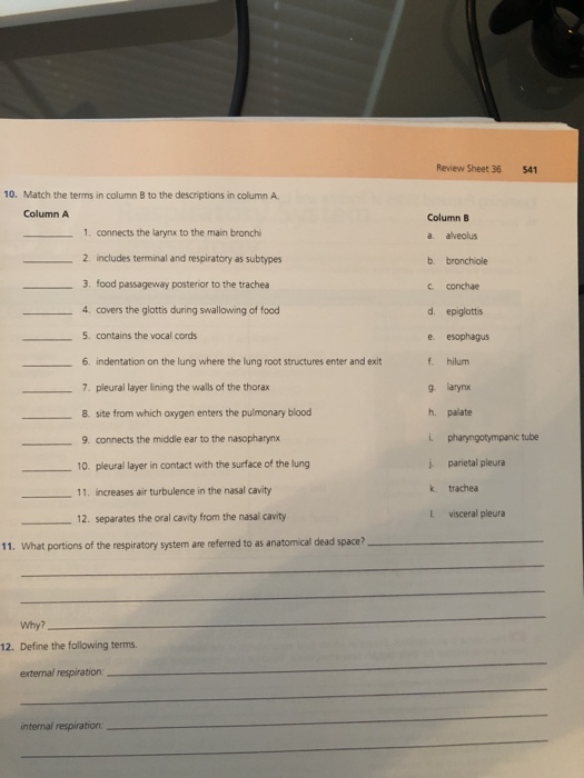 Review Sheet 36 541 10. Match the terms in column B to the descriptions in column A. Column A 1. connects the larynx to the m