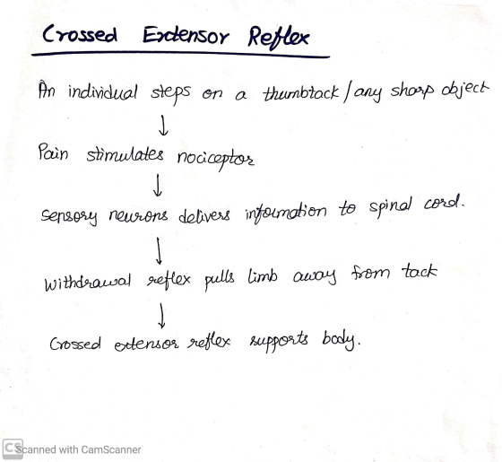 Crossed Encensor Reflex An individual steps on a thumbtack / any shorp object Pain stimulates nociceptor sensory neurons deli