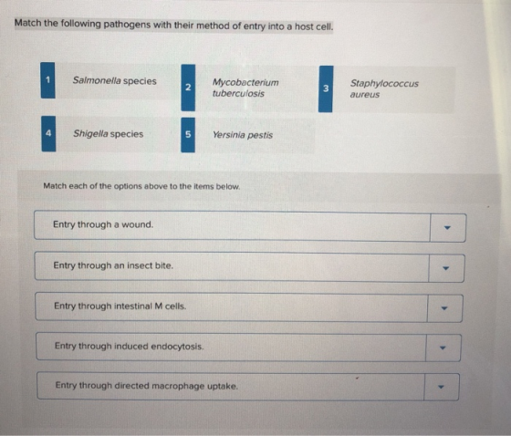 Match the following pathogens with their method of entry into a host cell. Salmonella species Mycobacterium tuberculosis Stap