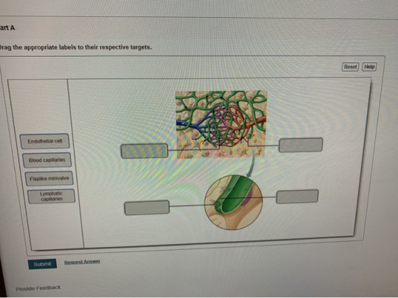 art A Drag the appropriate labels to their respective targets. Reset Help Endothelial cell Blood capillaries Flaplike minival