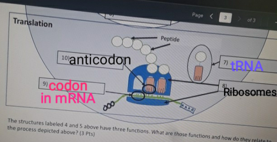 Translation Page < 3 0f3 Peptide Peptide 00 10 anticodon 9 codon 7) ARNA Ribosomes in mRNA DO The structures labeled 4 and 5