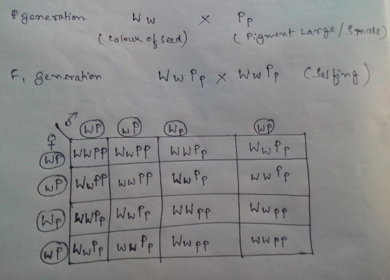 e goneration ww X Pp. (colour of seed) (Pigment Large /sonale) f, generation Ww Pp x Wwpp (Selting) WwPp wwpp Wapp wwPP | WwP