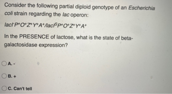 Consider the following partial diploid genotype of an Escherichia coli strain regarding the lac operon: lact P+O+Z+Y+ A+/lacp