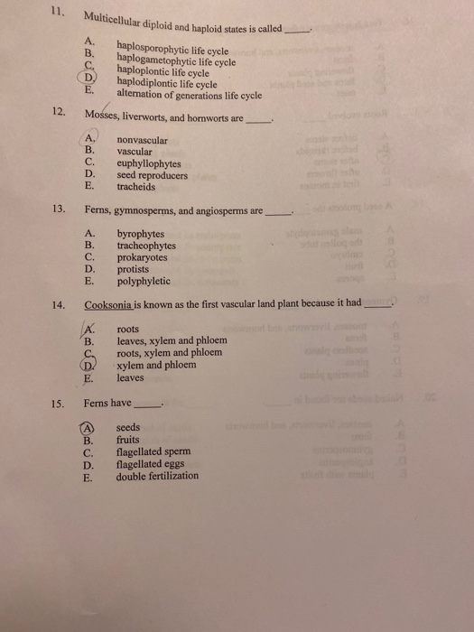 Multicellular diploid and haploid states is called B. C. D haplosporophytic life cycle haplogametophytic life cycle haploplon