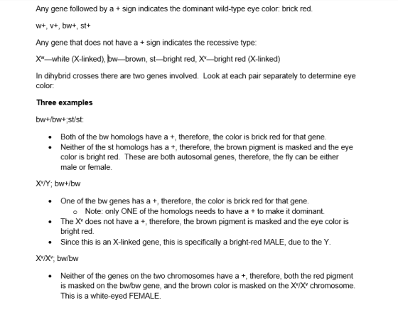 Any gene followed by a + sign indicates the dominant wild-type eye color: brick red. W+, V+, bw+, st+ Any gene that does not
