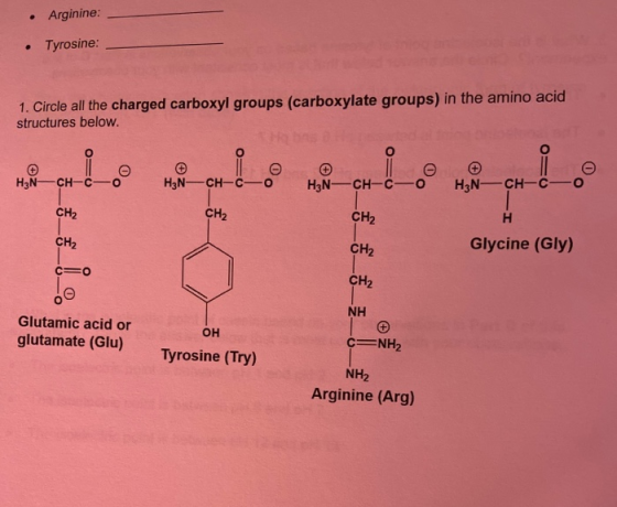 • Arginine: • Tyrosine: 1. Circle all the charged carboxyl groups (carboxylate groups) in the amino acid structures below. H2