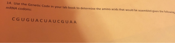 14. Use the Genetic Code in your lab book to determine the amino acids that would be assembled given the following MRNA codon
