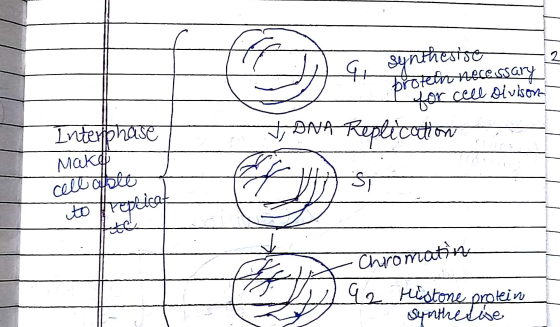 L G, Synthesise batetro hecessary r cell divison Interphase TDNA Replication Make cell afle to replica - Chromatin 1 92 Histo