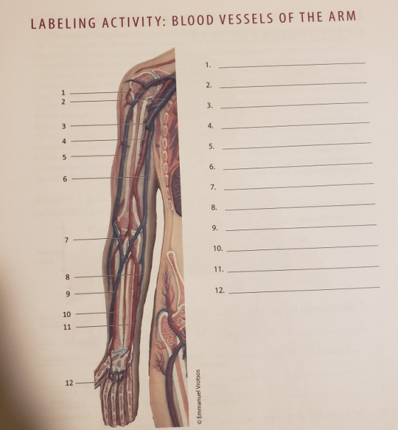 LABELING ACTIVITY: BLOOD VESSELS OF THE ARM 2. 4. 6. 7. 8 9. 10 12. 10 12