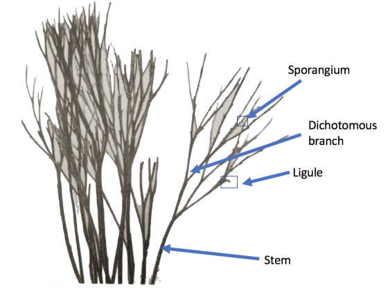Sporangium Dichotomous branch Ligule Stem