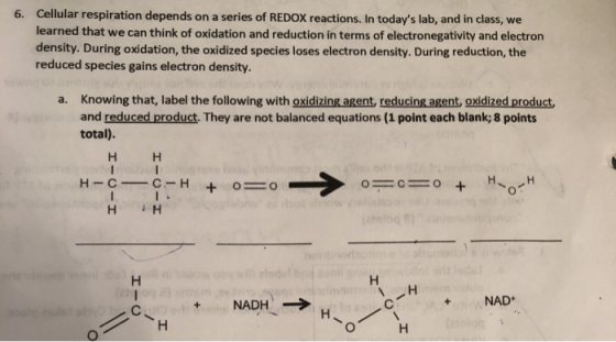 6. Cellular respiration depends on a series of REDOX reactions. In todays lab, and in class, we learned that we can think of