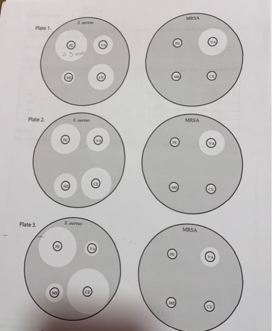 Plate 1. Plate 2. MRSA 980 Plate 3. S. aureus MRSA