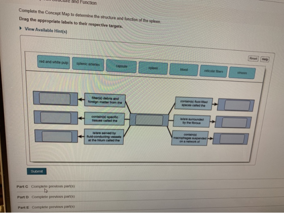 Lullure and Function Complete the Concept Map to determine the structure and function of the spleen. Drag the appropriate lab