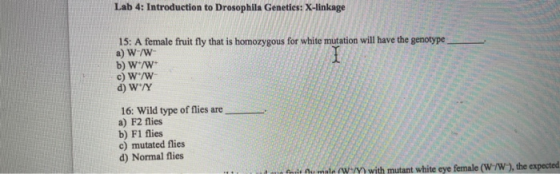 Lab 4: Introduction to Drosophila Genetics: X-linkage 15: A female fruit fly that is homozygous for white mutation will have