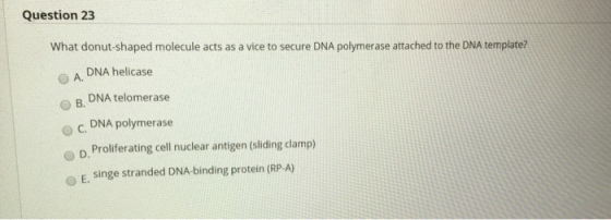 Question 23 What donut-shaped molecule acts as a vice to secure DNA polymerase attached to the DNA template? A. DNA helicase