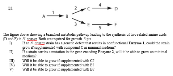 B 3 - E- F 5 The figure above showing a branched metabolic pathway leading to the synthesis of two related amino acids (D and