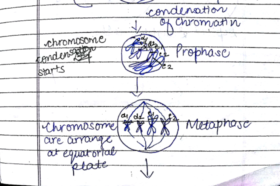 condensation Chromatin chromosome top Prophase Kondensgestero Istarts Chromosome *** X 9 Metaphose are arrange TV plate t at