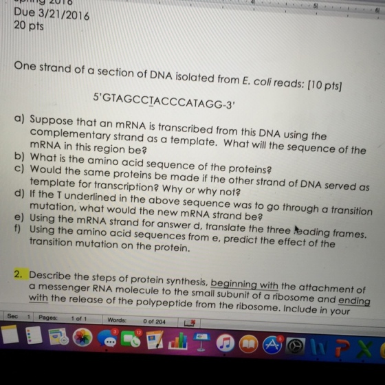 One strand of a section of DNA isolated from E. co