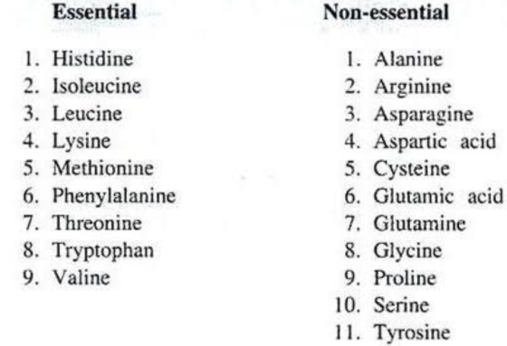 Essential Non-essential 1. Histidine 2. Isoleucine 3. Leucine 4. Lysine 5. Methionine 6. Phenylalanine 7. Threonine 8. Trypto