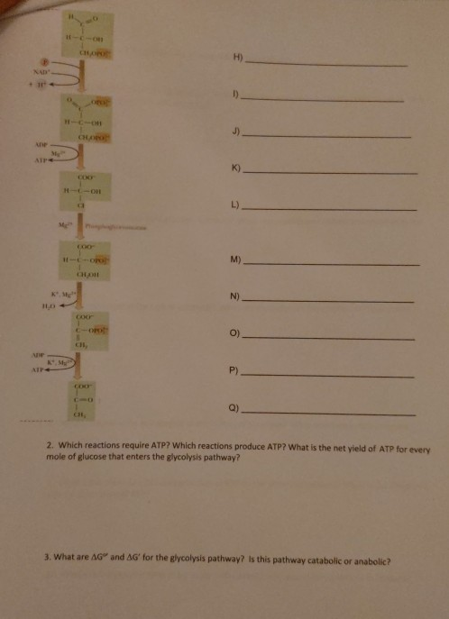 CH K 2. Which reactions require ATP? Which reactions produce ATP? What is the net yield of ATP for every mole of glucose that
