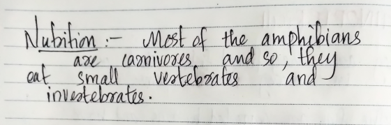 Nubihion - Most of the amphibians they ... are carnivores and so eat small Vestebrates investebrates. and SOROS . . . .... ..
