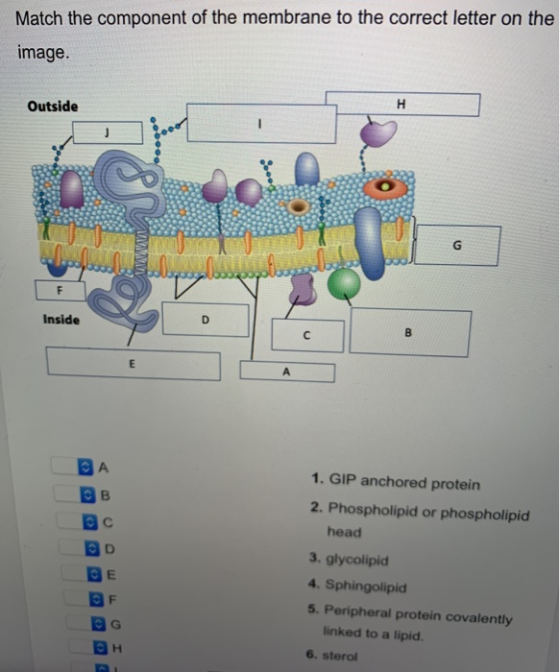 Match the component of the membrane to the correct letter on the image. Outside H - 8 G WMMWMV F Inside D с B E А A B 1. GIP