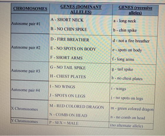 GENES (recessive alleles) CHROMOSOMES GENES (DOMINANT ALLELES) A - SHORT NECK a - long neck Autosome pair #1 B - NO CHIN SPIK