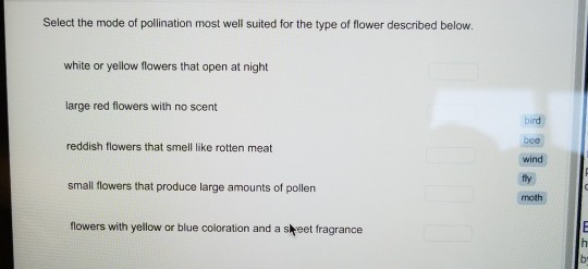 Select the mode of polination most well suited for the type of flower described below. white or yellow flowers that open at night large red flowers with no scent bird bee wind fly moth reddish flowers that smell like rotten meat small flowers that produce large amounts of pollen flowers with yellow or blue coloration and a skeet fragrance