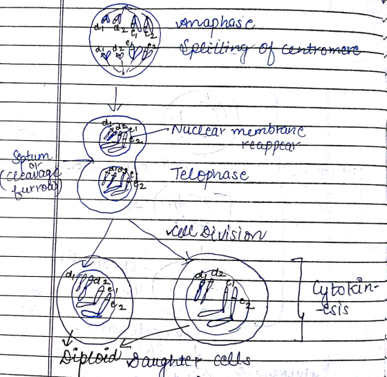 PALAA naphase en fetitting of tortromere Port Nuclear membrane reappear Nuclear - Soptum Fetavad cerndigy Telopnas Telophase