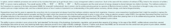 In nature, certain metabolic processes are carried out by microbes that team up to get the job done, a cozy arrangement called a consortium. Such is the case with the oxidation of methane (CH4) linked to the reduction of sulfate ( S 2 in anoxic marine sediments. The overall reaction C 4 + SO2 근 HCO3 HS + H2O s exergonic and the s mall amount o energy released is shared between wo distinct microbes. The methane oxidizer the consortium is a species of Archaea nicknamed ANME (for anacrobic methanotroph, blue in photo), and its sulfate-reducing partner is a species of Bactena (brown in photo). The consortium is thought to play a key role in the carbon cycle as a major methane sink, and thus a detailed picture of how it works is important to our understanding of the global carbon economy, climate change, and marine biogeochemistry. Researchers have tried for years to separate the consortium into its components but always found that methane oxidation required both organisms. However, some researchers hypothesized that it might be poesible to replace the sulfate reducer with an artificial electron acceptor and that this might unlock the consortium and allow the methanotroph to grow in pure culture. Using an electron acceptor called AODS, the scientists discovered that they could turn off sulfate reduction in the consortium while maintaining CH4 oxidation. During this process, the methanotroph used electrons from CH4 to reduce AQDS rather than passing them on to its sulfate-reducing partner. Several other electron acceptors known to support anaerobic respiration also sustained methane oxidation, giving hope that ANME may eventually be obtained in pure culture The ability to grow a microbe in pure culture is the gold standard for the study of its physiology, biochemistry, regulation, and several other aspects of its biology. In the case of the ANME-sulfate reducer consortium, several physiologies were active at once, and resolving these many reactions proved to be a major scientific challenge. However, if further work shows that ANME can be removed from the consortium and grown in pure culture, detailed aspects of its biology can be studied that were not possible when the organism was tightly coupled to its partner in the consortium (photo).