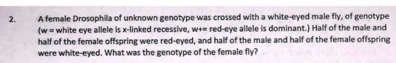 2. A female Drosophila of unknown genotype was crossed with a white-eyed male fly, of genotype (w = white eye allele is x-lin