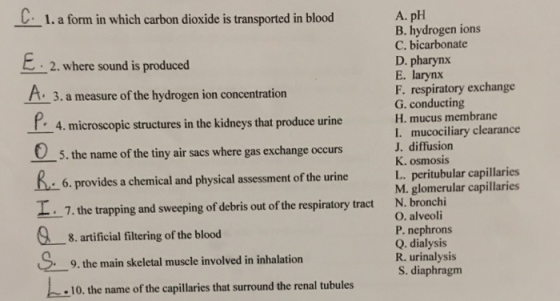 1.a form in which carbon dioxide is transported in blood A. pH B. hydrogen ions C. bicarbonate D. pharynx E. larynx F. respiratory exchange G. conducting H. mucus membrane I. mucociliary clearance J. diffusion K. osmosis L. peritubular capillaries M. glomerular capillaries N. bronchi O. alveoli P. nephrons E-2. where sound is produced 3. a measure of the hydrogen ion concentration 4. microscopic structures in the kidneys that produce urine 5. the name of the tiny air sacs where gas exchange occurs 6. provides a chemical and physical assessment of the urine .7. the trapping and sweeping of debris out of the respiratory tract 8. artificial filtering of the blood 9. the main skeletal muscle involved in inhalation 10. the name of the capillaries that surround the renal tubules R. urinalysis S. diaphragm