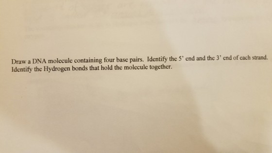 A molecule containing four base pairs. Identify the 5 end and the 3 end of each strand. Draw a DN Identify the Hydrogen bonds that hold the molecule together.