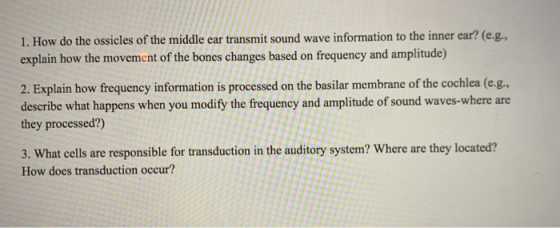 1. How do the ossicles of the middle ear transmit sound wave information to the inner ear? (e.g., explain how the movement of