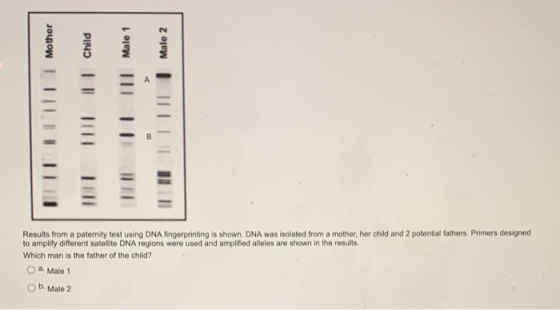 Mother || Child II Male 1 Male 2 Results from a paternity test using DNA fingerprinting is shown. DNA was isolated from a mot