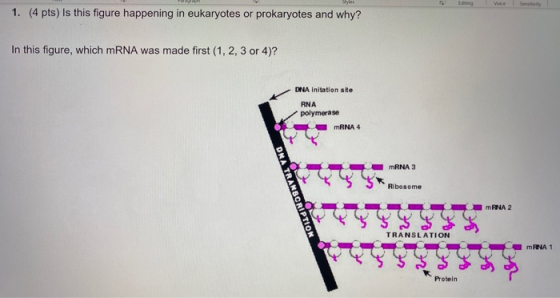 1. (4 pts) Is this figure happening in eukaryotes or prokaryotes and why? In this figure, which mRNA was made first (1, 2, 3