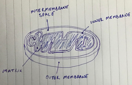 INTERMEMBRANE SPACE INNER MEMBRANE MATRIX OUTER MEMBRANE