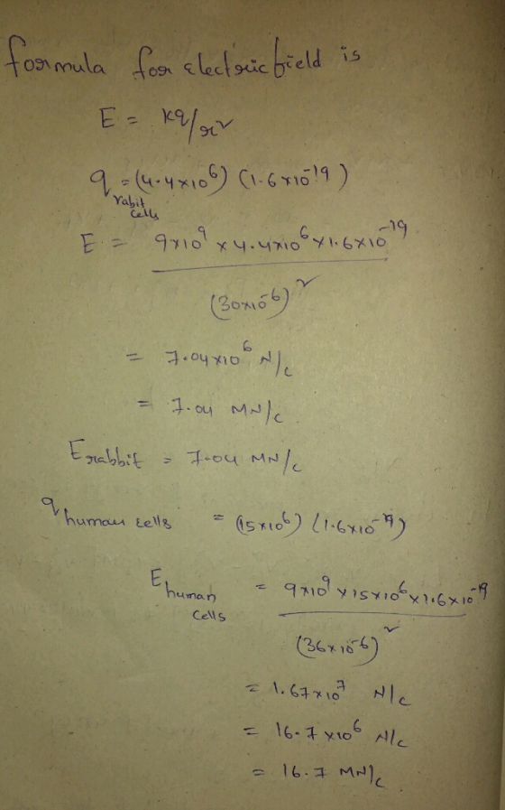 91 Yabil 1g E. Cells Y10 시