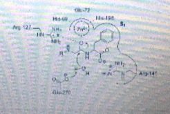 S. Ng 127 Gin270