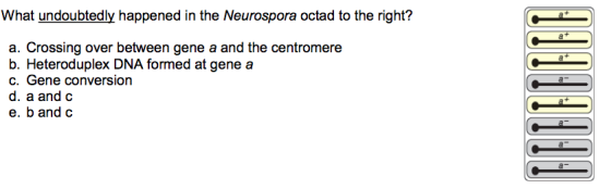What undoubtedly happened in the Neurospora octad to the right? a. Crossing over between gene a and the centromere b. Heterod