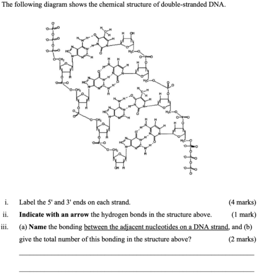 The following diagram shows the chemical structure of double-stranded DNA. 0- i. ii. Label the 5 and 3 ends on each strand.