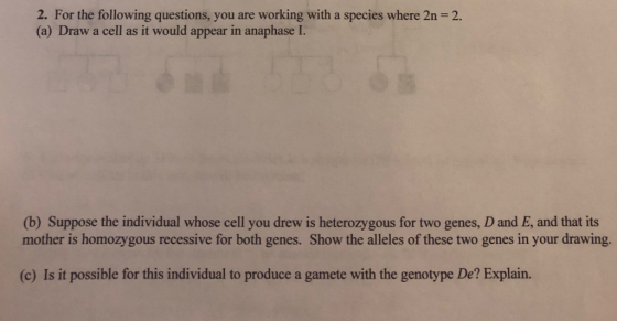 2. For the following questions, you are working with a species where 2n (a) Draw a cell as it would appear in anaphase I. 2.