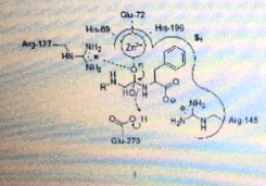 Glu-T2 His 106 His. Net Ang-127- HN 22- N RN HOT 0 HEN Aug 145 G770