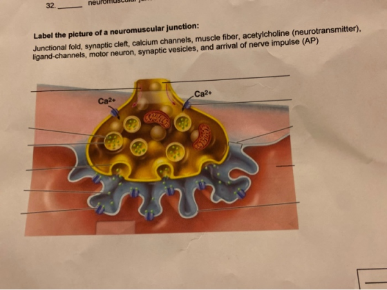 Label the picture of a neuromuscular junction: Junctional fold, synaptic cleft, calcium channels, muscle fiber, acetylcholine