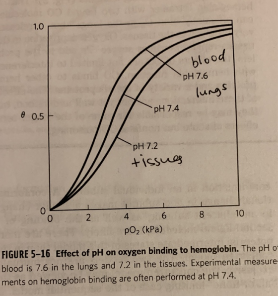 1.0 blood pH 7.6 lungs 0 0.5 ~pH 7.4 pH 7.2 tissues OL O 2 4 6 pO2 (kPa) 8 10 FIGURE 5-16 Effect of pH on oxygen binding to h