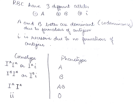 RB C have 3 different alleles O A ③ B ₂ i A and B both are dominant (codominance) due to founation of antigen i is reassene d