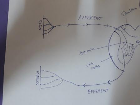 AFFEKENT EFFERENT