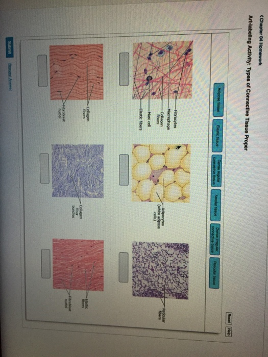 -Aibrocytes Reticular fbers bundles
